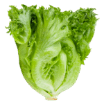 cabbage_01