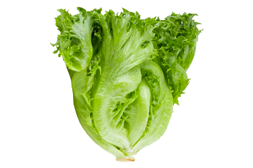 cabbage_01